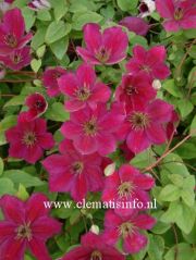 Clematis JOHN HOWELLS 'Zojoho' PBRaf